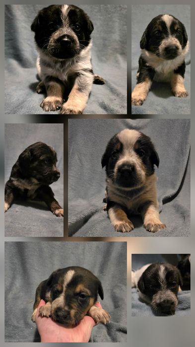 Oddam pieski w dobre ręce