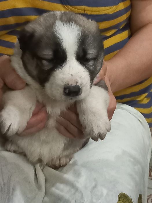 Цуценята САО продам