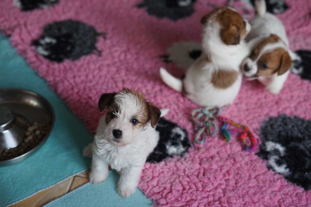 Jack Russell Terrier ZKwP piesek FCI
