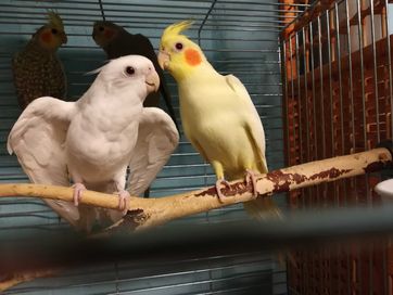 Papugi Nimfy i inne ptaki