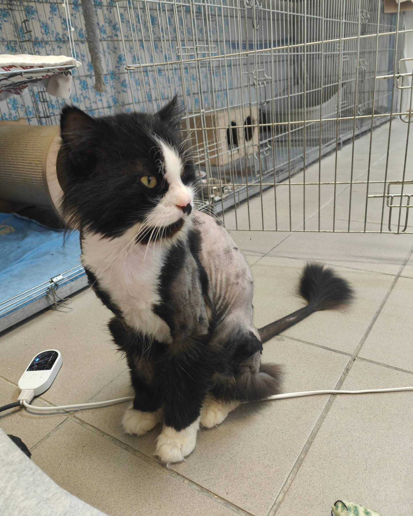 Elvis duży kot do adopcji długowłosy przyjazny wysoki postawny czarno