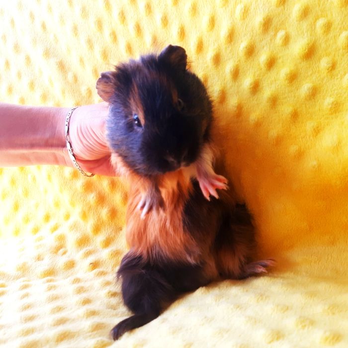 Морская свинка,морська свинка,морские свинки,морські свинки