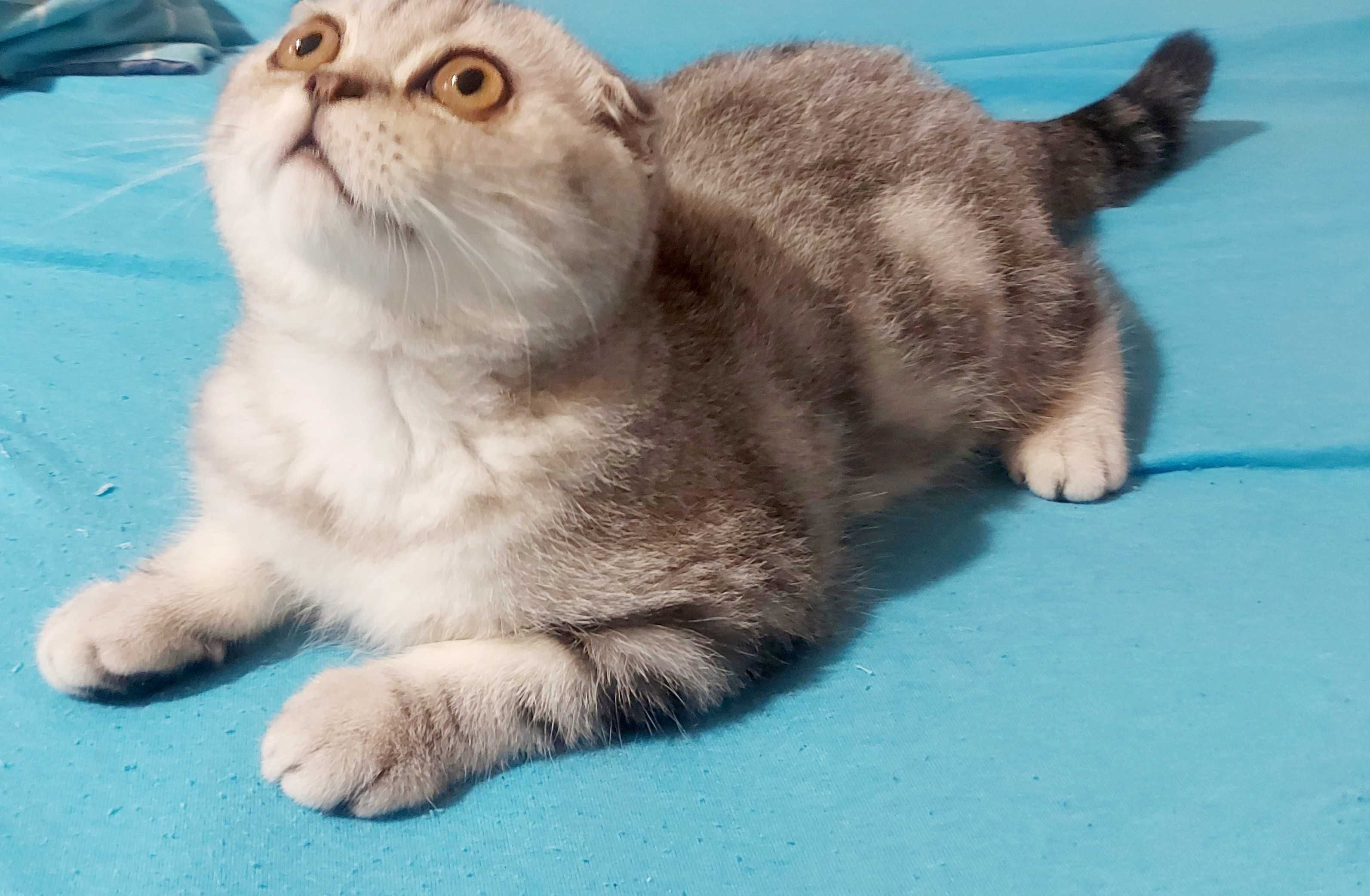 Шотландский катенок