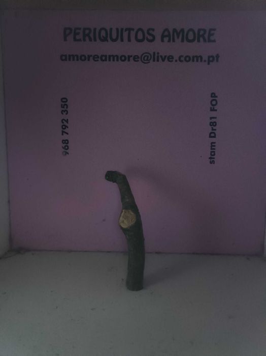 Estúdio de Fotografia para Pássaros