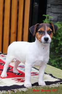 Jack Russell Terrier  ZkwP  FCI.