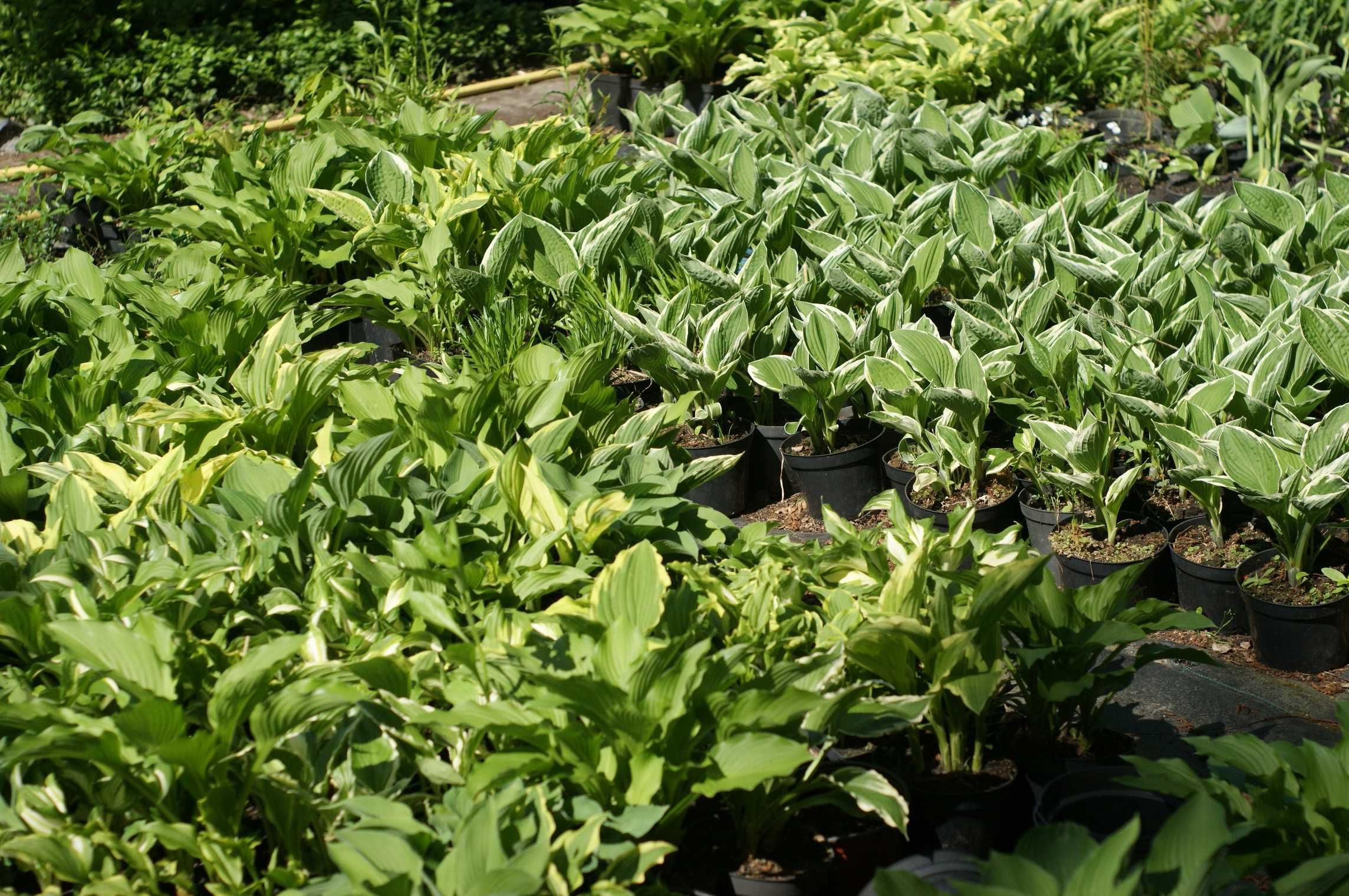 Funkia hosta funkie