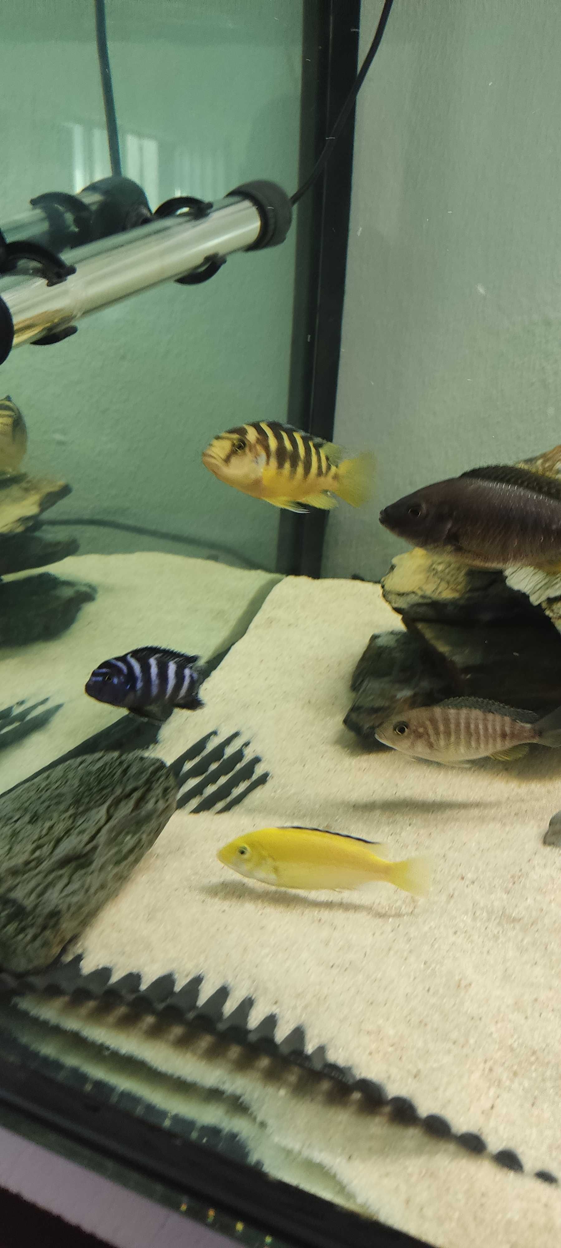 Ciclideos africanos - Pseudotropheus crabro (Abelha)