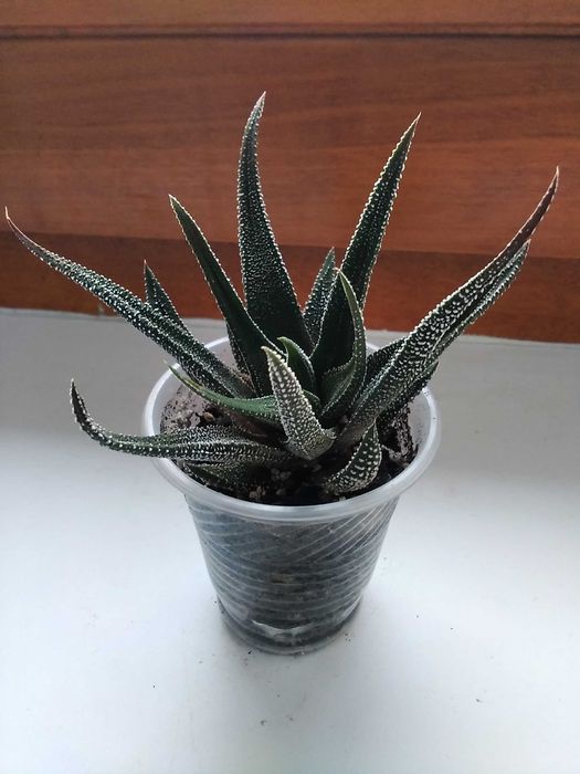 Хавортия Attenuata хавортия аттенуата