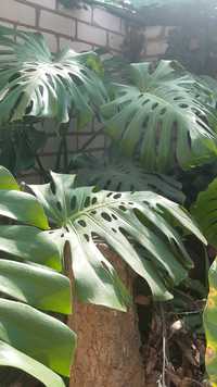 Монстера (Monstera)