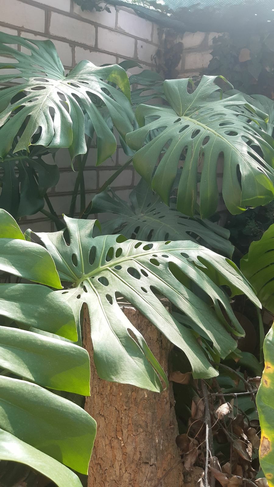 Монстера (Monstera)