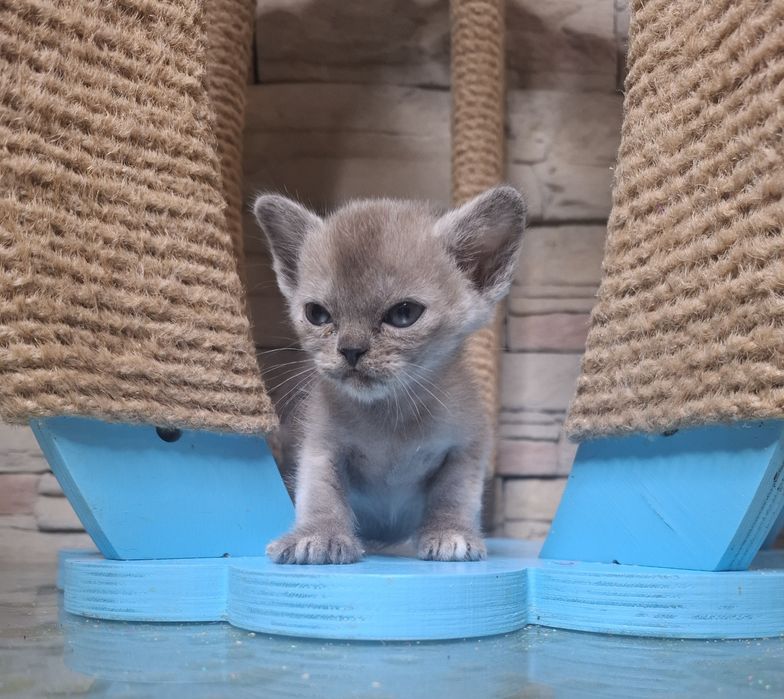 Котята Европейская Бурма с регистрацией клуба