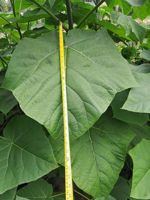 Paulownia puszysta, drzewko szczęścia - drzewka