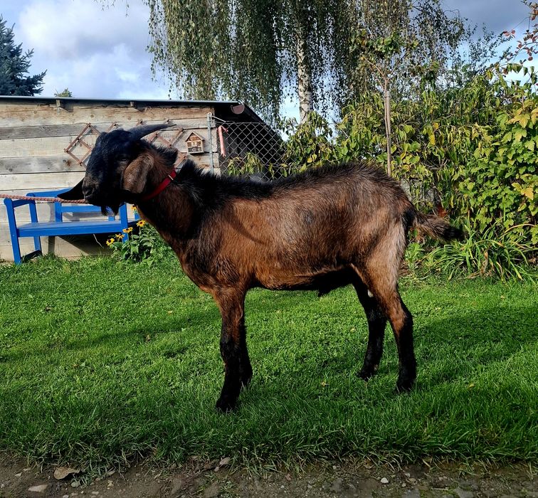 Koziol cap anglonubijski