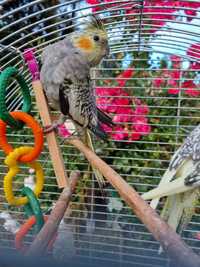 Papugi Nimfy Piękne