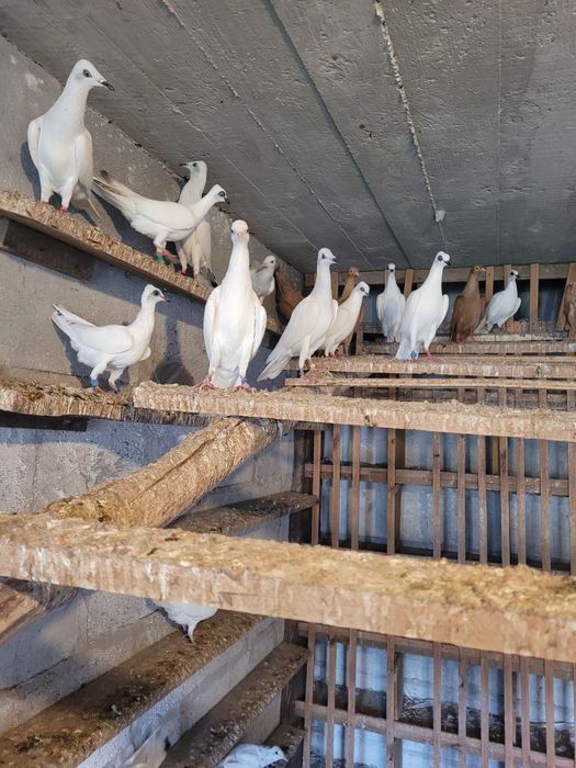 Gołębie srebrniaki perłowe wyloty białe ogony