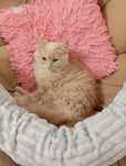 Котик (хлопчик) породистий