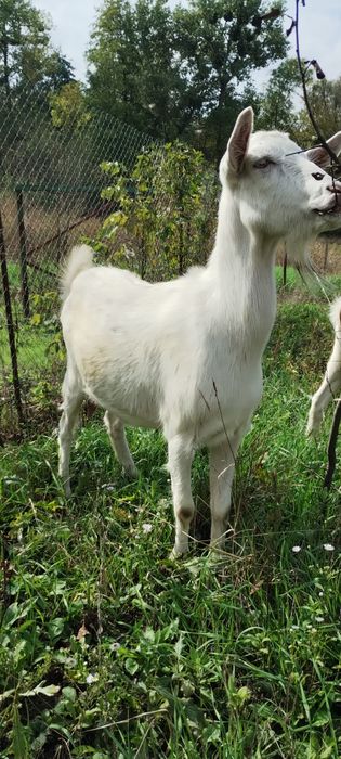 Продам козу домашню