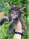 Maine Coon piękna koteczka
