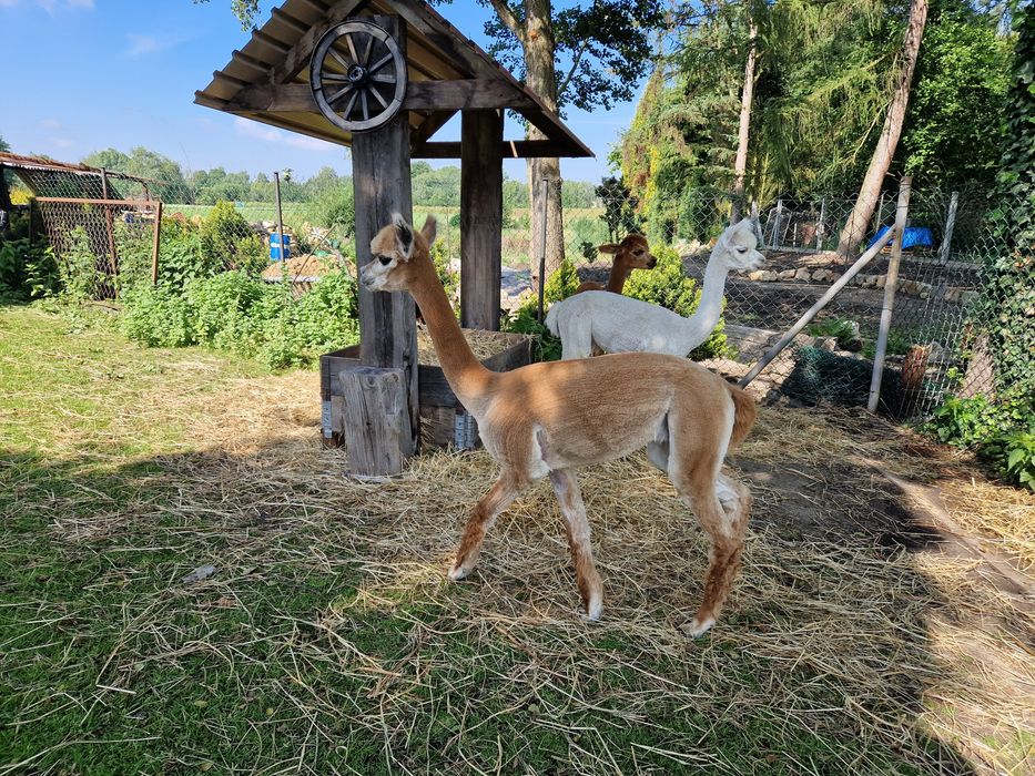 Alpaka, Alpaki huacaya Młoda Samica hodowla Alpaluka
