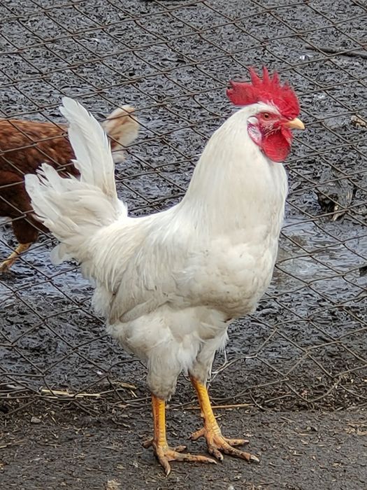 Продам півнів породи Ломан білий