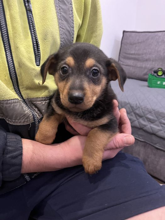 Szczeniaczki do dodania