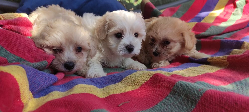 Maltipoo chłopiec Warszawa pudel maltańczyk