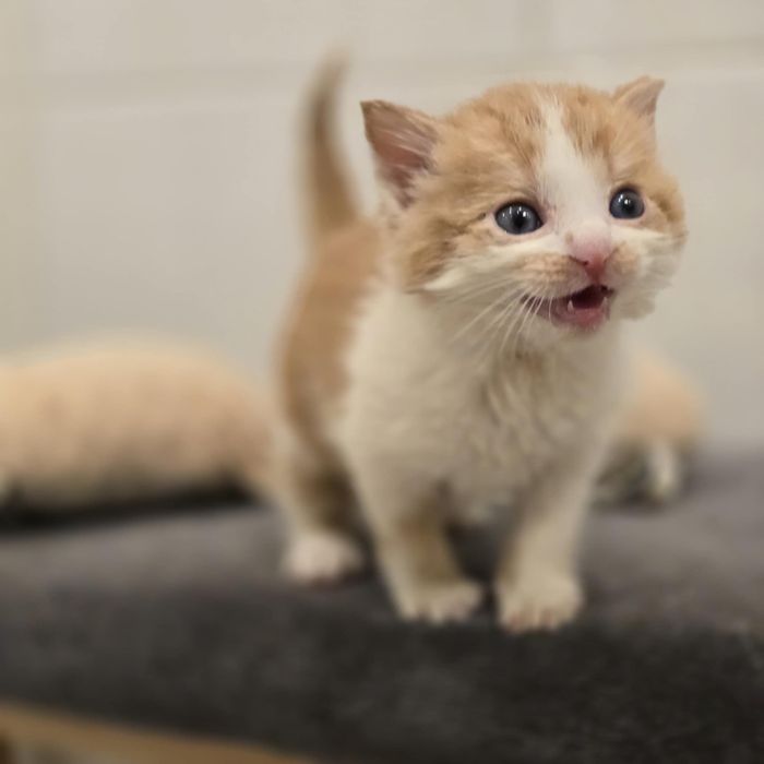 3 rozkoszne kocięta szukaja domow