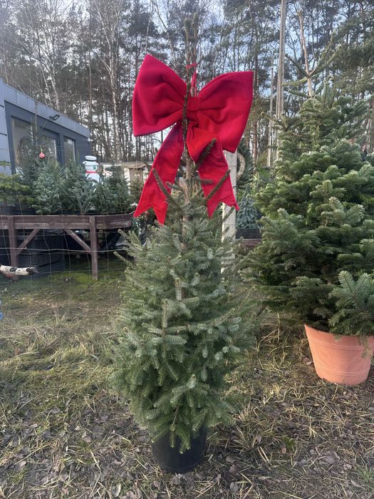 Sprzedaż choinek cietych, doniczkowych, na malym pniu!
