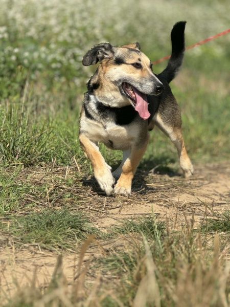 Bajer do adopcji!