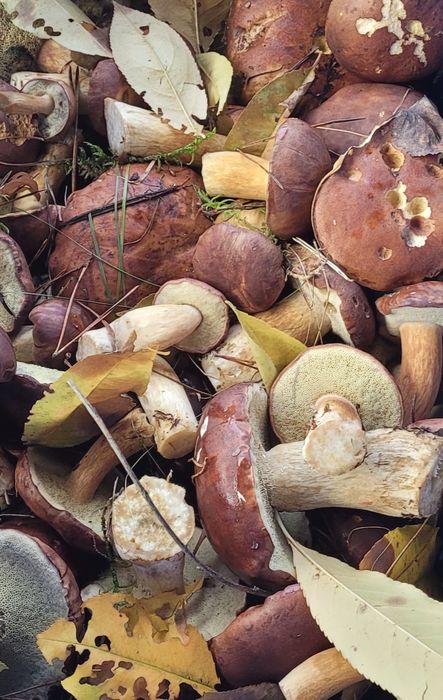 NIE KUPOWAĆ oferta indywidualna na życzenie  3kg świeżych grzybów