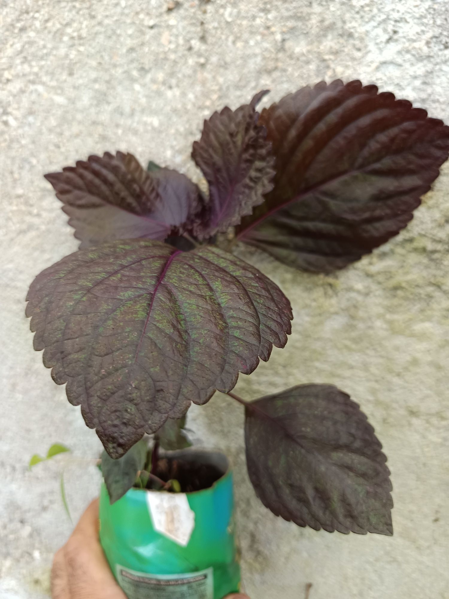 Shiso ou Perilla - Perilla Frutescens