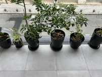 Vasos com plantas e outros novos