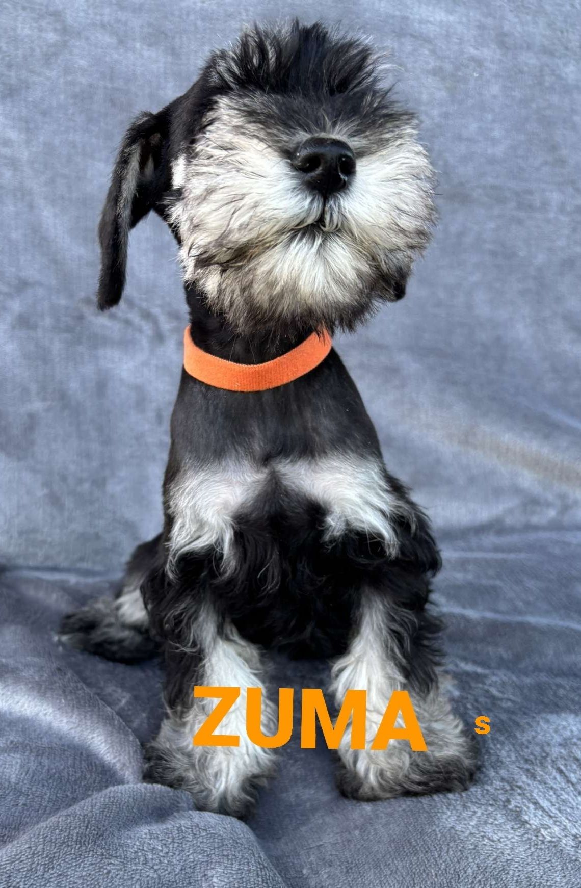Sznaucer miniatura miniaturowy
