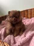 Pomeranian Szpic miniaturowy