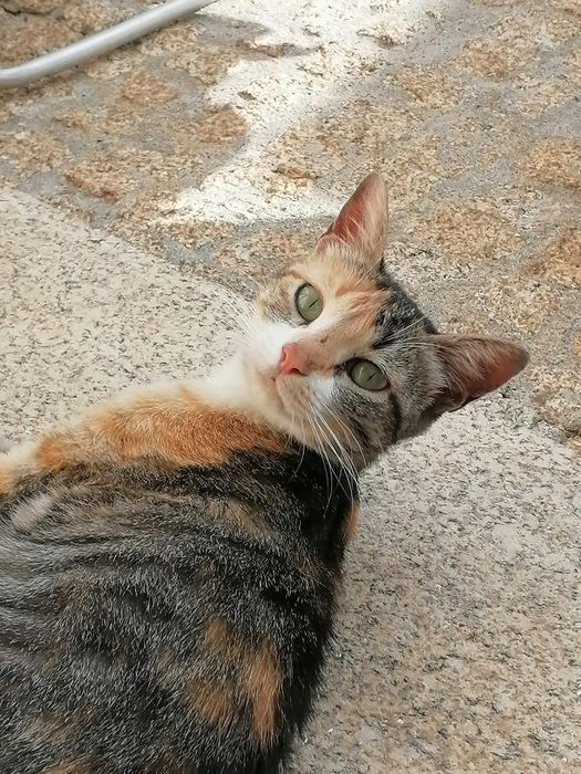 Gatinha adulta meiguinha para doar