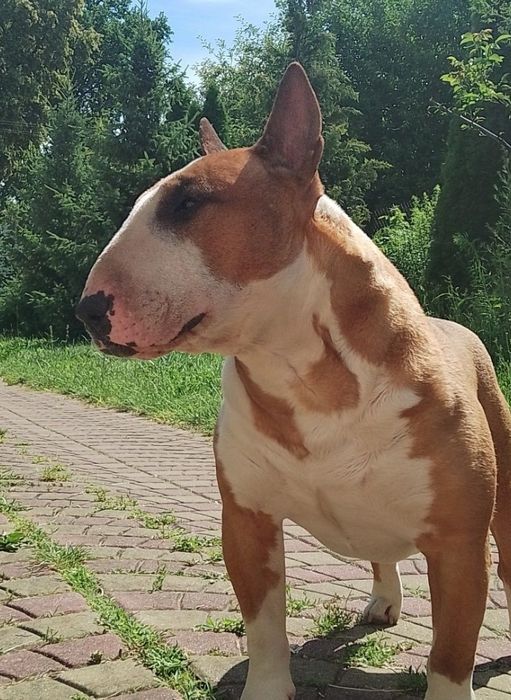 Bulterier standart szczeniak chłopak