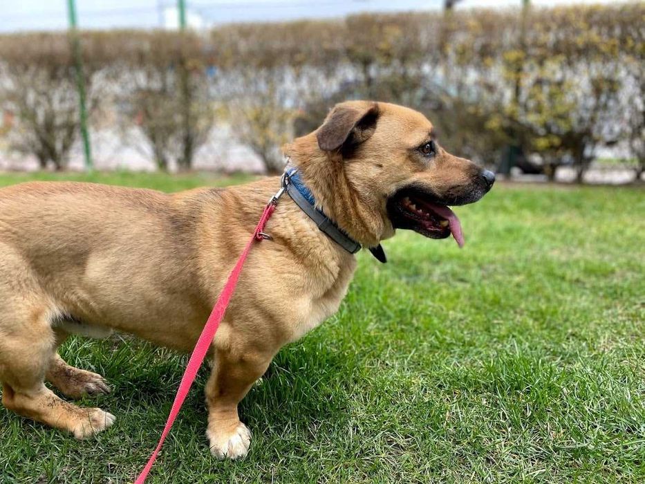 Tolek - przyjazny w stosunku do ludzi, ale trochę nieufny