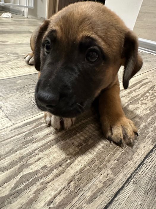 Oddam szczeniaki w dobre ręce