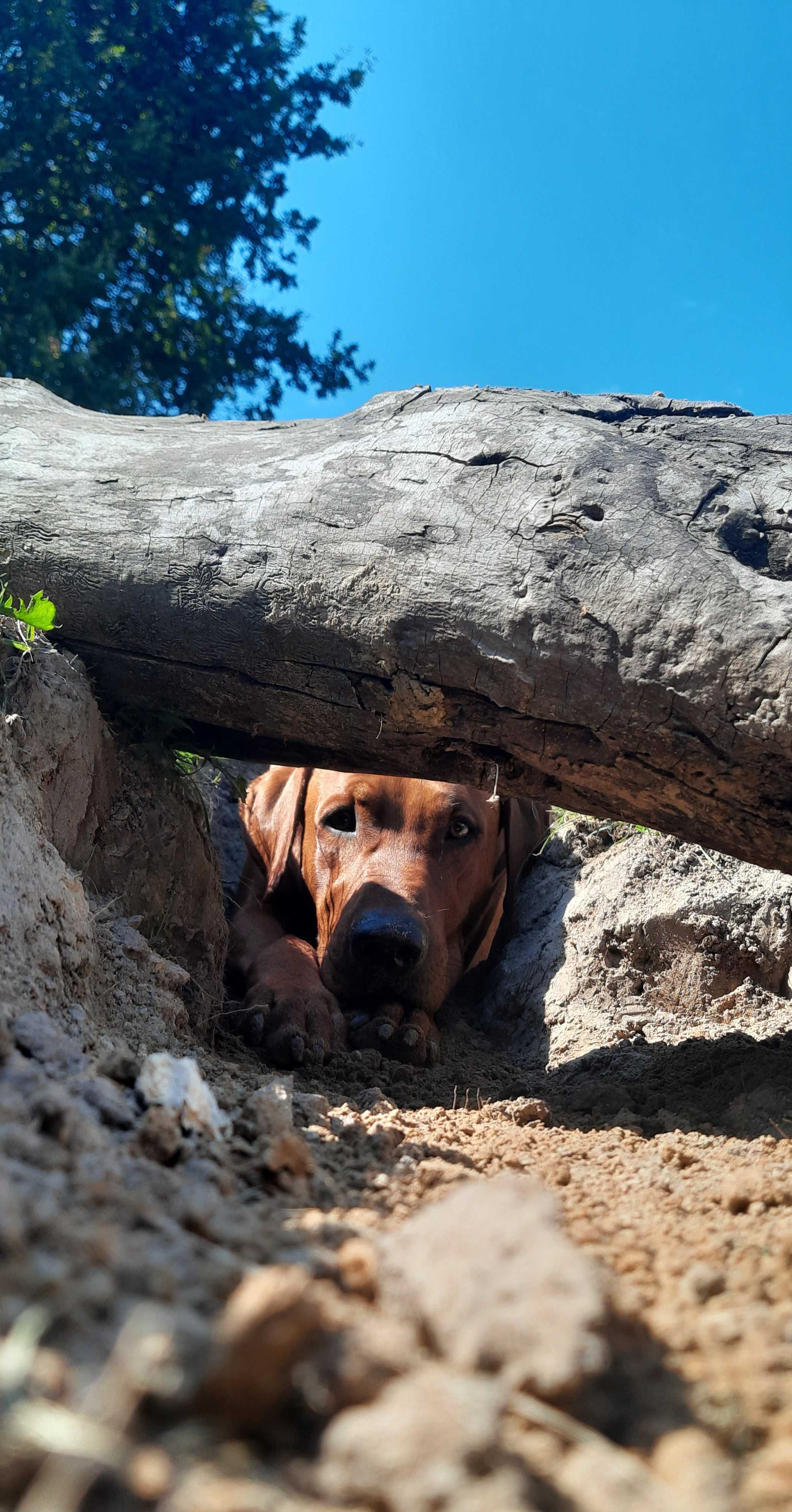 Szczeniak Rhodesian Ridgeback Hodowla ZKwP/FCI