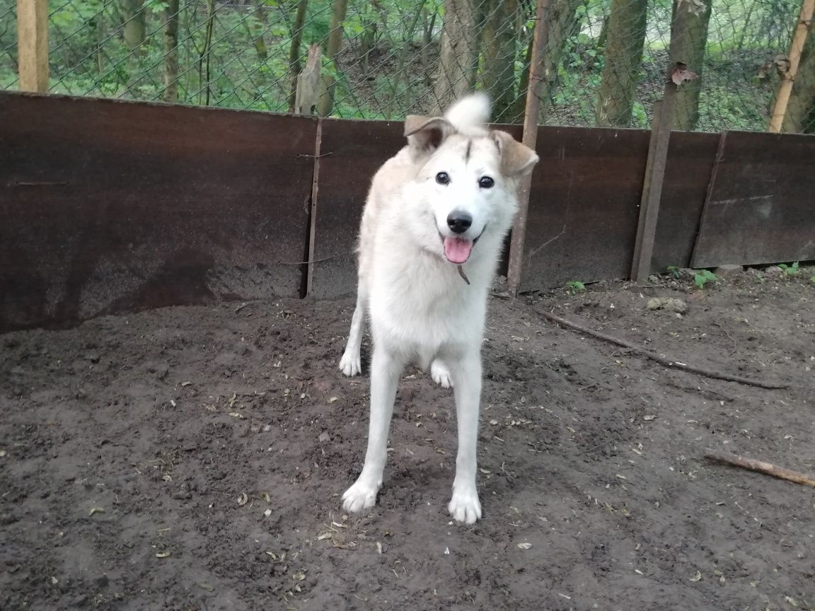 Kira i Riko to rodzeństwo Szukają Domu Razem lub Osobno Z Innym Psem