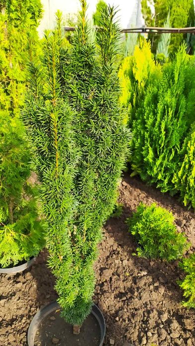 Продам можжевеик Blue Arrow, Олд Голд,Тисы,Туи Нана. Стриженные,,ух