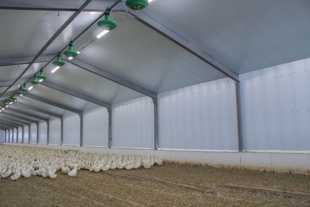 Izolacja Dachu Stropu Obory Kurnika Chlewni Hali Styrodur XPS AGRO