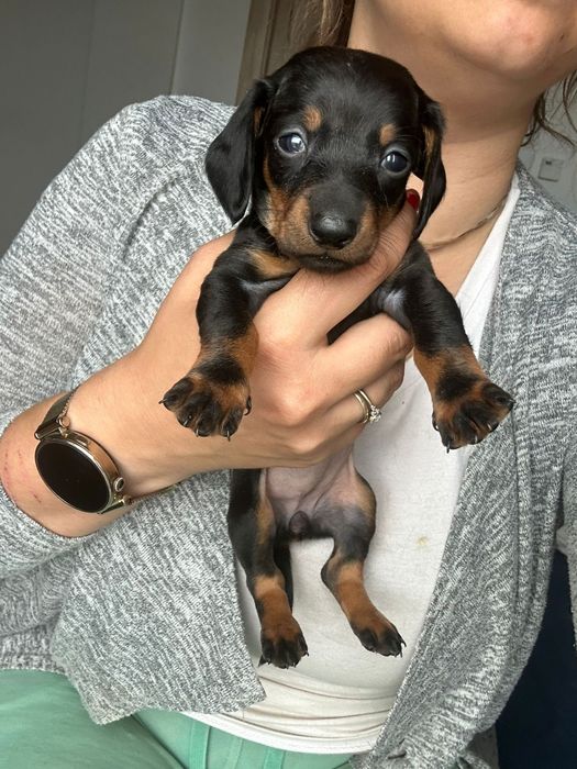 Jamnik krótkowłosy po miniaturce z rodowodem