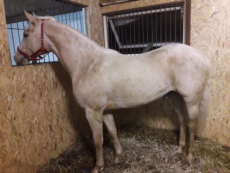 Ogier AQH palomino 10 lat