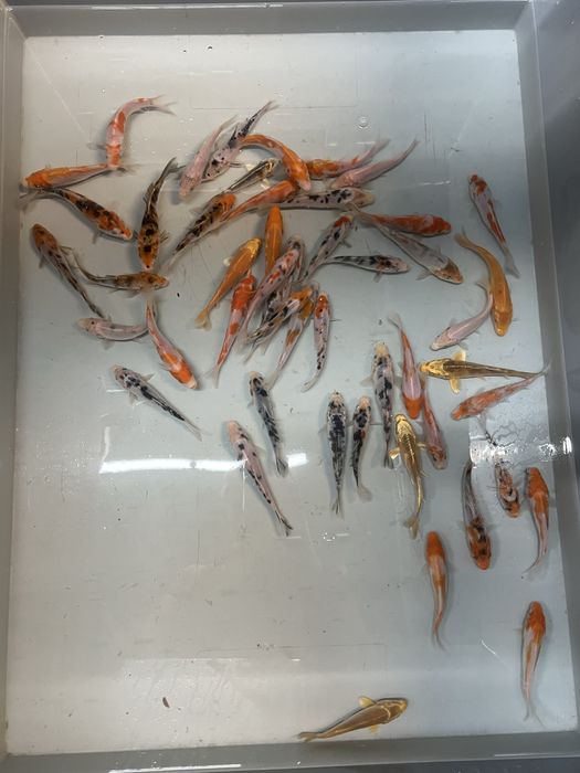 Karp koi karpie koi ryby do oczka stawu narybek