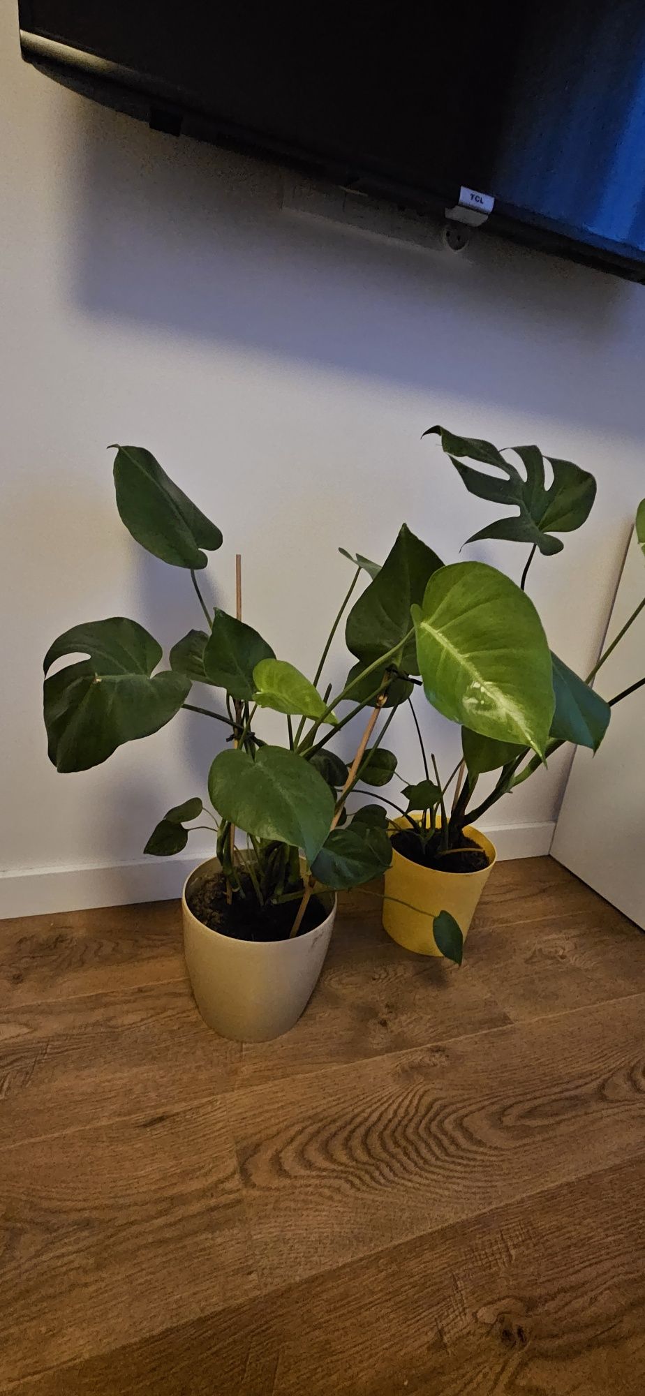 Kwiatki monstera