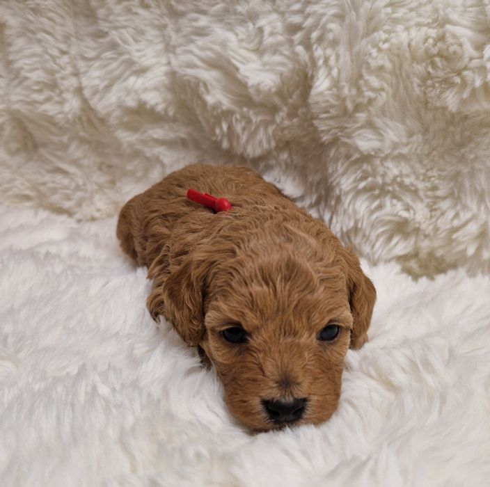 Bichpoo Poochon Bichon Frise Pudel Toy jak Maltipoo suczka czerwona