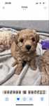 Maltipoo Bichpoo Poochon Pudel Bichon Frise
