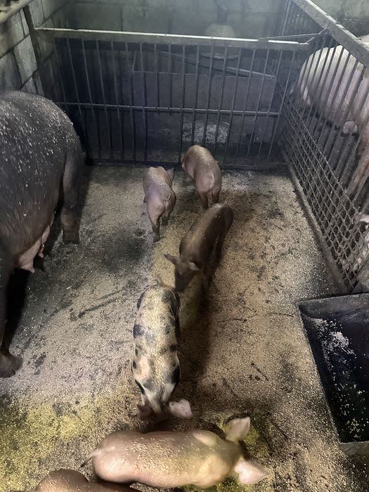 Продам поросят мясної породи