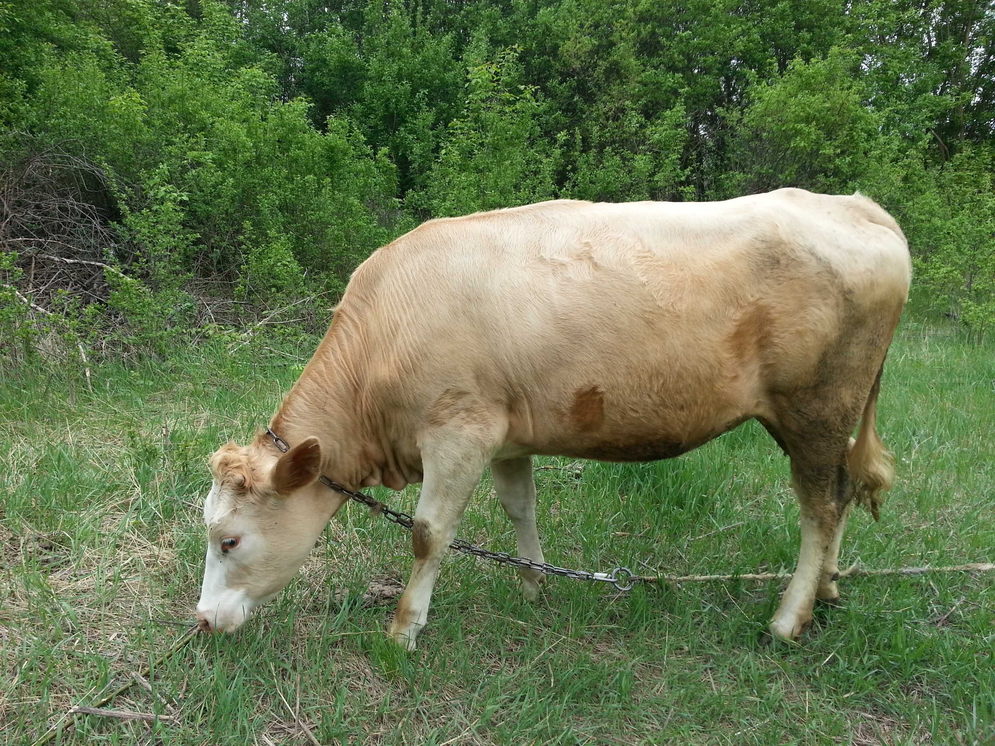 Продам теличку на корову !!! порода Червона степова 22.000грн
